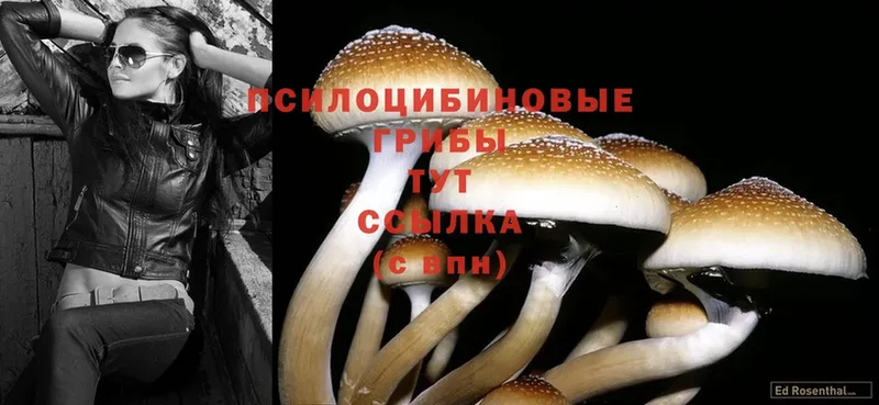 Псилоцибиновые грибы Psilocybe  хочу   Ялта 